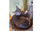 Adopt Rummy a Gray or Blue Domestic Shorthair (short coat) cat in Escondido