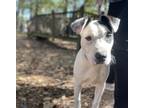 Adopt Petey a White Blue Heeler dog in Gillsville, GA (38710753)