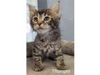 Adopt Thumper a Domestic Mediumhair / Mixed (short coat) cat in Athens