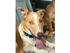 Adopt Hiccup a Australian Shepherd / Shepherd (Unknown Type) / Mixed dog in Fort