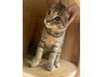 Adopt Yasmine a Domestic Shorthair / Mixed (short coat) cat in Newnan