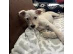 Adopt Scooter a Wirehaired Terrier, Parson Russell Terrier