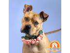 Adopt Zaria a Tan/Yellow/Fawn Border Terrier / Mixed dog in Merriam