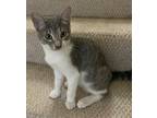 Adopt Floyd a Domestic Shorthair / Mixed (short coat) cat in Newnan