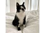 Adopt Peppa a Black & White or Tuxedo Domestic Shorthair (short coat) cat in