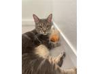 Adopt Jax Mr. Paws a Gray, Blue or Silver Tabby Polydactyl/Hemingway / Mixed