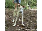 Adopt Elsa a Tan/Yellow/Fawn Siberian Husky / Shepherd (Unknown Type) / Mixed