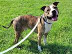 Adopt Kino a Brindle - with White Pit Bull Terrier / Mixed dog in Millersville