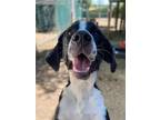 Adopt Wylie a Great Dane / Mixed dog in Matawan, NJ (38805577)