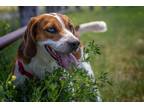Adopt MANDOLIN a Beagle / Mixed dog in Hartville, WY (38658041)