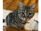 Adopt TIGER a Domestic Shorthair / Mixed (short coat) cat in Hartville