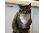 Adopt MEERKAT a Domestic Shorthair / Mixed (short coat) cat in Hartville