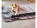 Adopt MARIS a Beagle / Mixed dog in Hartville, WY (38612803)