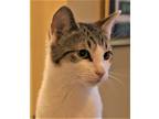 Adopt Chips a White Domestic Shorthair cat in Dayton, OH (38840252)