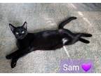 Adopt Sam a All Black Domestic Shorthair / Mixed (short coat) cat in