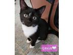 Adopt Lexus a Black & White or Tuxedo Domestic Shorthair / Mixed (short coat)