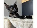 Adopt Lini a Tortoiseshell Domestic Shorthair / Mixed (short coat) cat in Los