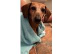 Adopt Ralphie a Brown/Chocolate - with White Dachshund / Mixed dog in Humble