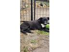 Adopt Hunter a Labrador Retriever