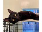 Adopt Artie a All Black Domestic Shorthair / Mixed (short coat) cat in Los