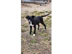 Adopt Riley a Labrador Retriever