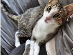 Adopt Finn a Brown Tabby Domestic Shorthair (short coat) cat in Dallas