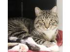 Adopt Azure a Domestic Short Hair