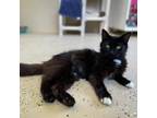 Adopt Rosey a All Black Domestic Longhair / Mixed cat in Columbus, NC (38630906)