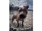 Adopt Marvin a Pit Bull Terrier