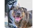 Adopt Willow a Brindle Mixed Breed (Large) / Mixed dog in Asheville