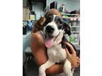 Adopt Patches in CT a White - with Black Hound (Unknown Type) / Mixed Breed