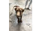 Adopt Buzz in CT a Brown/Chocolate - with White Labrador Retriever / Mixed Breed