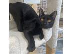 Adopt CAT NOIR a All Black Domestic Mediumhair / Mixed (medium coat) cat in