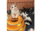 Adopt Daphne & Dylan, A Most Delightful Pair a Domestic Shorthair / Mixed (short