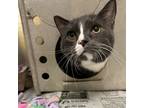 Adopt Casper a Gray or Blue Domestic Shorthair / Mixed cat in Memphis