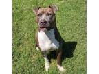Adopt Thomas a Brown/Chocolate Mixed Breed (Medium) / Mixed dog in Memphis