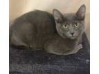 Adopt Freddy a Domestic Short Hair