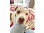 Adopt Penelope a White - with Tan, Yellow or Fawn American Pit Bull Terrier /
