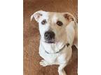 Adopt Elfy a White - with Black Basset Hound / Labrador Retriever / Mixed dog in