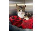 Adopt Jill a Brown Tabby Domestic Shorthair / Mixed (short coat) cat in