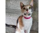 Adopt Mosaic a Calico or Dilute Calico Domestic Shorthair / Mixed cat in Auburn
