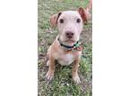 Adopt Drew a Labrador Retriever