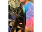 Adopt Nori Lynn a All Black Domestic Shorthair / Mixed (short coat) cat in