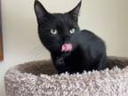 Adopt Lincoln a Domestic Short Hair