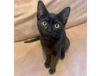 Adopt Junebug a All Black Domestic Shorthair / Mixed (short coat) cat in Los
