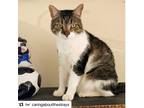 Adopt Antonio a Gray or Blue (Mostly) American Shorthair / Mixed (short coat)