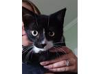 Adopt Demetrius a Black & White or Tuxedo Domestic Shorthair / Mixed (short