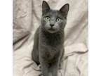 Adopt Nebula a Gray or Blue Domestic Shorthair / Mixed cat in Decorah