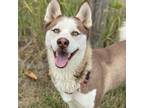 Adopt Rowan a White - with Tan, Yellow or Fawn Siberian Husky / Mixed dog in
