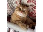 Adopt Beanzie a Domestic Shorthair / Mixed cat in Lincoln, NE (38860802)
